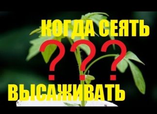 Когда сажать рассаду огурцов для теплицы