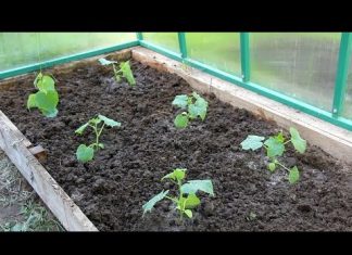 Высадка рассады огурцов в теплицу: как и когда правильно сажать