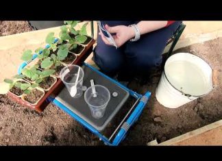 Высадка огурцов в теплице рассадой Когда и как сажать Сроки Видео