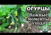 Как сажать рассаду огурцов в ТЕПЛИЦУ: 13 важных правил!