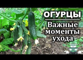 Как сажать рассаду огурцов в ТЕПЛИЦУ: 13 важных правил!