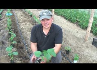 Как сажать огурцы: способы посадки, советы по выращиванию, уход за культурой