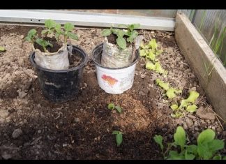 Посадка рассады огурцов в теплицу: когда можно садить, как правильно это делать