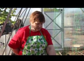 Посадка огурцов в теплицу из поликарбоната: как правильно, как ухаживать