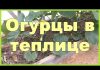 Выращивание огурцов в теплице из поликарбоната от А до Я. Когда и как сажать