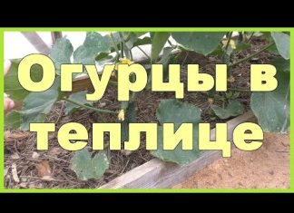 Выращивание огурцов в теплице из поликарбоната от А до Я. Когда и как сажать