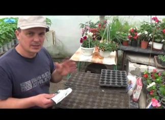 Когда сеять на рассаду огурцы для теплицы — Дневник садовода