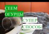 Посадка огурцов на рассаду семенами, а потом в открытый грунт