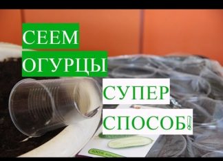 Посадка огурцов на рассаду семенами, а потом в открытый грунт