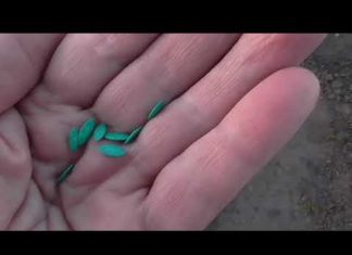 Посадка огурцов в открытый грунт семенами в 2022 году: когда и как сеять — пошаговая инструкция