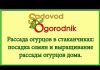 Посадка огурцов в стаканчики — когда сеять и как выращивать рассаду.