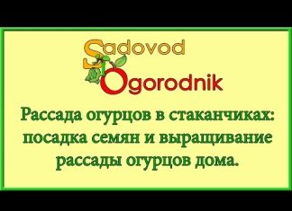 Посадка огурцов в стаканчики — когда сеять и как выращивать рассаду.