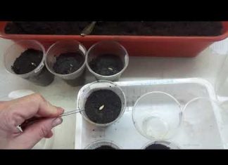 Когда сажать огурцы на рассаду в 2022 году для теплицы: благоприятные и неблагоприятные дни, таблица, особенности выращивания