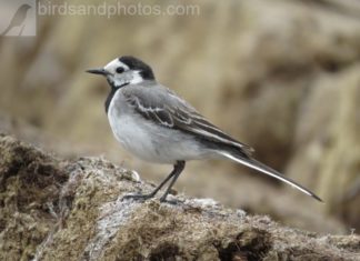 Фото: где продать или бесплатно скачать Фото: где продать или бесплатно скачать