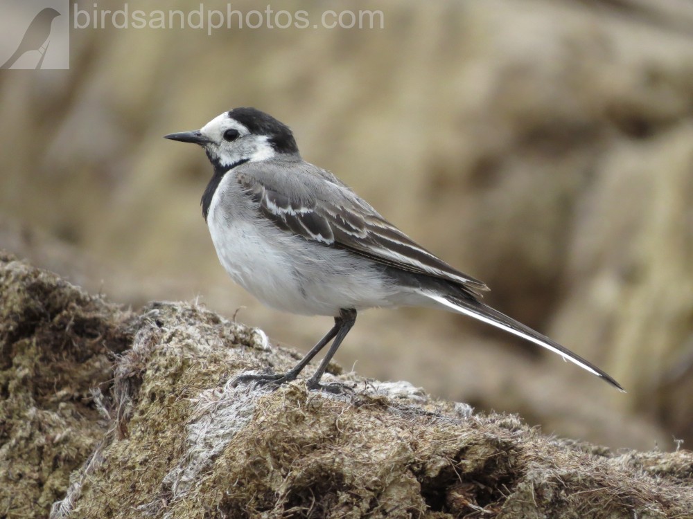 Фото: где продать или бесплатно скачать
