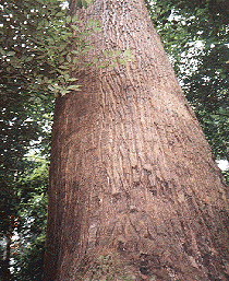  Дерево меранти