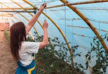 Поликарбонат для строительства и дачи: как выбрать надежный материал