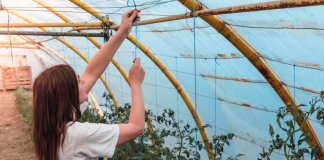 Поликарбонат для строительства и дачи: как выбрать надежный материал