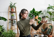 Домашний зеленый оазис: руководство по выбору идеальных растений