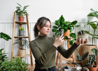 Домашний зеленый оазис: руководство по выбору идеальных растений