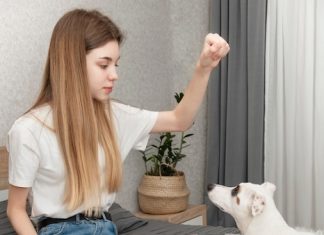 Обивка мебели для дома с животными как выбрать идеальный вариант