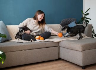 Выбор обивки для мебели в доме с котами
